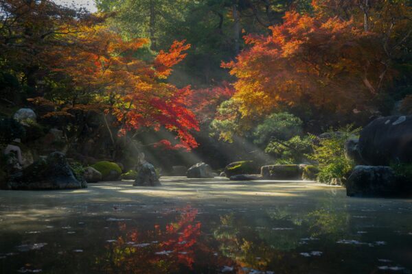 A peaceful forest scene with red and orange autumn leaves and a pond.